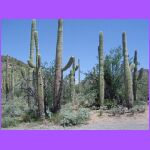 Saguaros 2.jpg